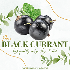 Unveiling the Wonders of Black Currant Oil: A Natural Marvel by Shiva Exports India