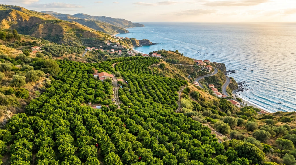 Sourcing Sustainable Bergamot Oil: A B2B Buyer's Guide