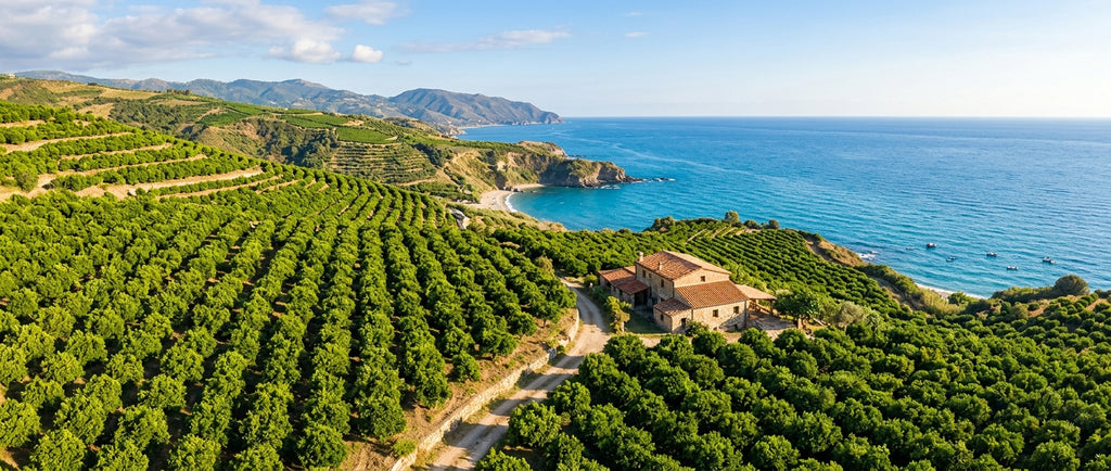 Ethical Bergamot Oil Sourcing: Meeting Demand Sustainably