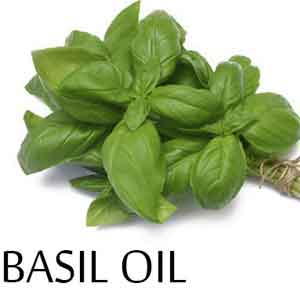 Basil Oil - Useful Application in Ailments