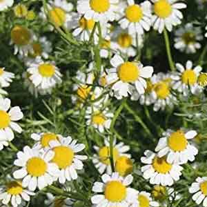 The Benefits of Chamomile Oil for Health
