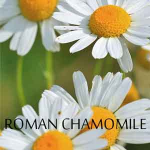 Is Chamomile Roman Oil Safe for Babies and Sensitive Skin?