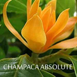 Champaca Absolute with a Rich & Floral Fragrance