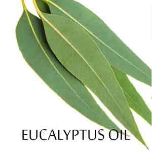 Eucalyptus Oil - Useful Information