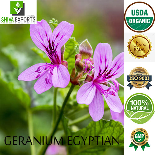Geranium Oil effects on Mind and Body