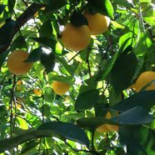 Grapefruit Essential Oils and Dieting