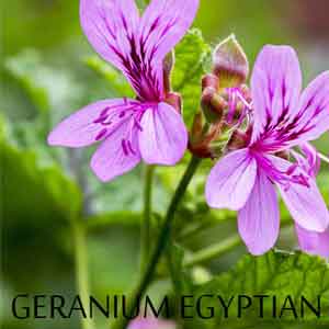 Geranium Oil - An Effective Stress Remedy