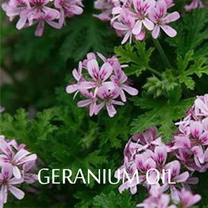 The Benefits of Geranium Oil