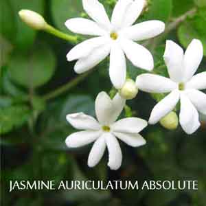 Composition, Cost, & Advantages of Using Jasmine Absolute