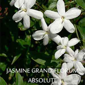 Jasmine Grandiflorum Absolute Uses