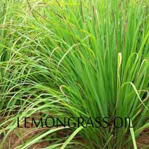 Health Benefits of Lemongrass Oil