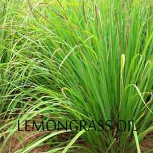 Lemongrass Oil - Important Properties with Benefits