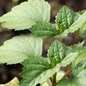 The Benefits of Patchouli Oil