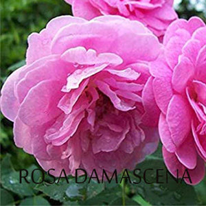 Rose Oil's Significant Applications and Attributes