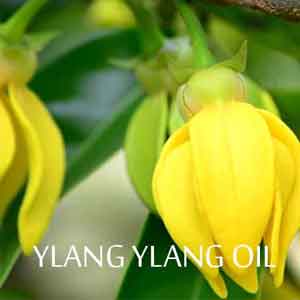 How to Use Ylang Ylang Oil in Your Aromatherapy?