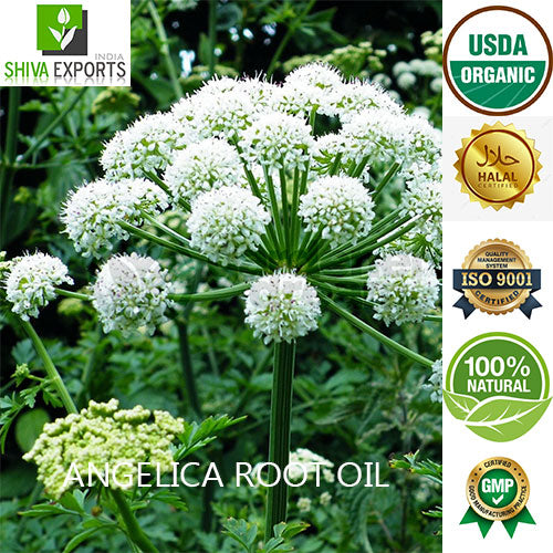 Angelica Root Oil Buy Angelica Archangelica Essential Oil Shiva