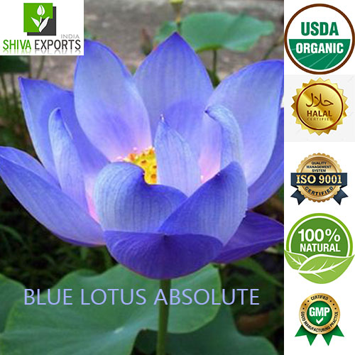 Blue Lotus Absolute (Nymphaea caerulea) from