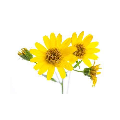 Arnica Oil