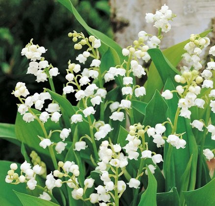 Clean muguet sales and skin