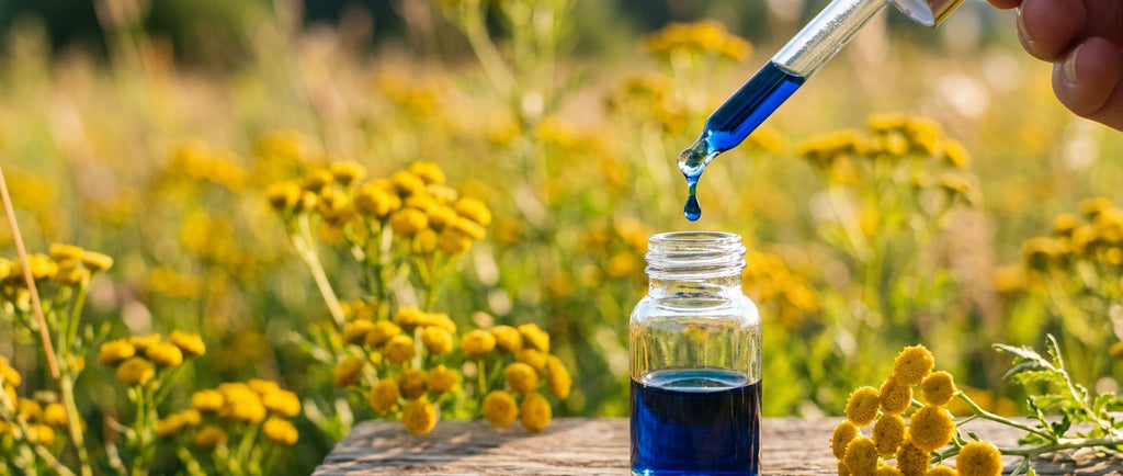 Optimizing Formulations with Blue Tansy Oil: Supply and Purity