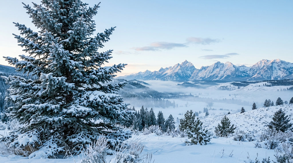 Blue Spruce Essential Oil: A Technical Evaluation for Perfumery