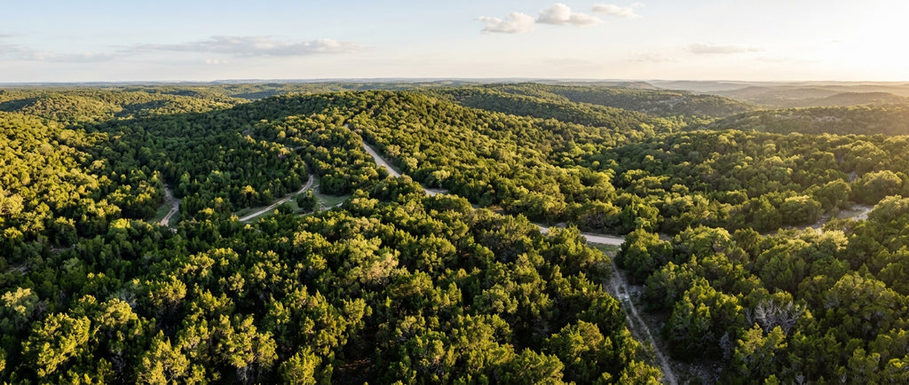 Sourcing Bulk Sustainable Cedarwood Oil Texas: A B2B Guide