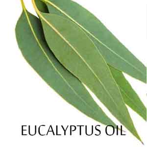 What is Eucalyptus Oil?