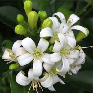 Jasmine Oil for Soap