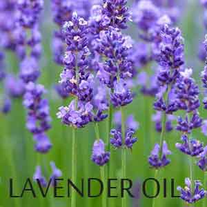 Health Benefits of Lavender Oil