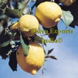 Lemon Oil - Chemical Composition and Uses