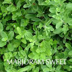 Marjoram Sweet Oil Benefits