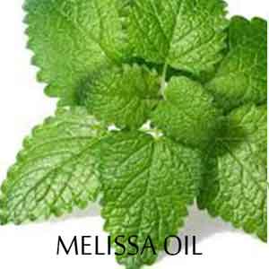 Melissa Oil - Ayurvedic Properties