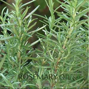 The Benefits of Rosemary Oil