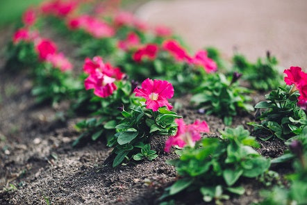 Geranium oil for hair