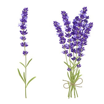 Lavender Oil for Skin