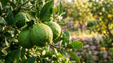 Close-up shot of fresh bergamot fruits on a branch, with diffused sunlight highlighting the oil droplets on the peel.