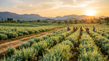 A wide-angle landscape photograph of fields of Artemisia pallens (Davana) plants in southern India during the golden hour, with undulating hills in the background and a few farmers working in the distance. The lighting is warm and directional, highlighting the silvery-green texture of the crop.