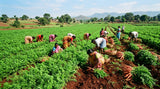 Wide shot of a lush carrot field in Kannauj, India, with workers harvesting the carrots. Focus on the vibrant green foliage and the rich soil.