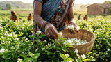Close-up shot of jasmine flowers being harvested in a field in Kannauj, India, with focus on the hands of the workers and the delicate jasmine blossoms. Soft, natural lighting.
