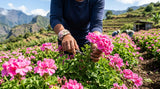 Close up shot of geranium flowers being harvested in a field on Reunion Island, focus on the hands of the workers and the vibrant pink flowers.