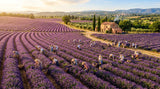 Aerial view of a vast, vibrant purple lavender field in Provence, France, with harvesters working gently. Sunlight is golden and warm. Focus on the texture of the lavender and the gentle slopes of the landscape. Include a small, rustic distillery in the background.