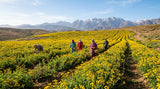 A wide-angle landscape photograph of a vast field of Tanacetum annuum plants in full bloom in the Moroccan countryside. The small, yellow, button-like flowers stretch towards the Atlas Mountains in the far distance under a clear, bright blue sky. A few local workers are visible tending the crop, warm morning light, natural colors
