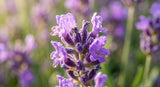 A macro photograph capturing the delicate purple flowers of a lavender plant, with tiny, glistening droplets of CO2 extract oil clinging to the petals. Soft, natural light from the side highlights the textures. Shallow depth of field, focused on the droplets.