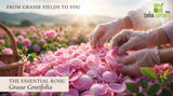 Close-up photography of fresh pink Rosa centifolia petals being harvested by hand in Grasse, France, morning dew visible on the petals, soft cinematic lighting, shallow depth of field