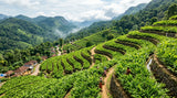 aerial shot of a lush cardamom plantation in the Kerala region of India, highlighting sustainable farming practices and terraced fields