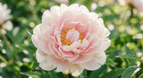 A macro photograph capturing delicate, pale pink and white petals of a peony flower, with soft, natural light highlighting the intricate textures and subtle color gradients. The background is a soft blur of green foliage, suggesting a fresh, natural garden setting.