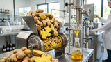 Close-up shot of ginger rhizomes being processed for essential oil extraction in a modern, clean facility. Focus on the natural textures and vibrant colors of the ginger.