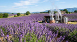 A macro photograph of purple lavandin flowers in full bloom, fields stretching into the background under a clear sky. A stainless steel distillation apparatus is visible in the distance, steam gently rising, suggesting the extraction process.