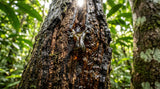 Close up, macro shot of dark agarwood resin oozing from a tree, emphasizing the texture and natural beauty. The image should convey both the preciousness and the vulnerability of the resource. Light source should be from above, creating shadows that highlight the resin's depth.