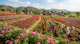 Wide shot of geranium crops in Kannauj, India, showcasing the landscape and the source of Shiva Exports India's geranium oil.
